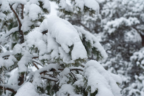 Christmas tree in the snow close-up, winter forest