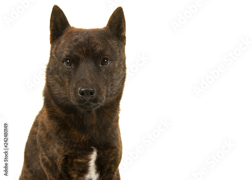 Fototapeta Naklejka Na Ścianę i Meble -  Portrait of a male Kai Ken dog the national japanese breed looking at the camera isolated on a white background