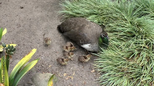 Pfau mit 6 Küken