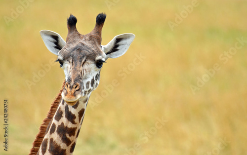 Close up of a giraffe face looking forward with peach nose, big black eyes with long lashes, white perked ears, and long brown and black nobs on head with wheat background. Room for copy.