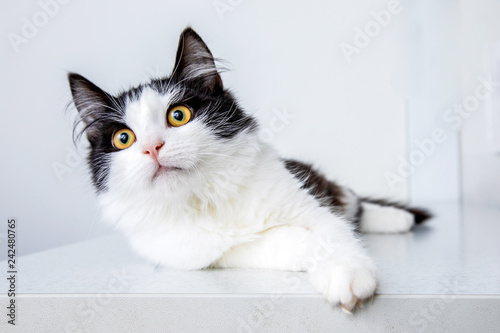 Fototapeta Naklejka Na Ścianę i Meble -  White and black cat on white background