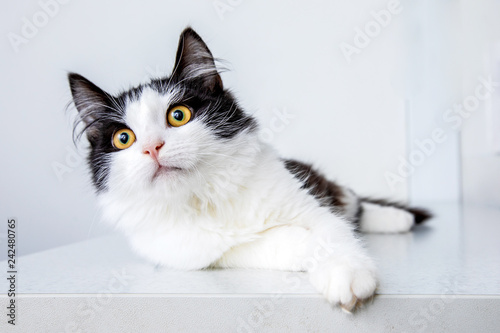 White and black cat on white background © A_Skorobogatova