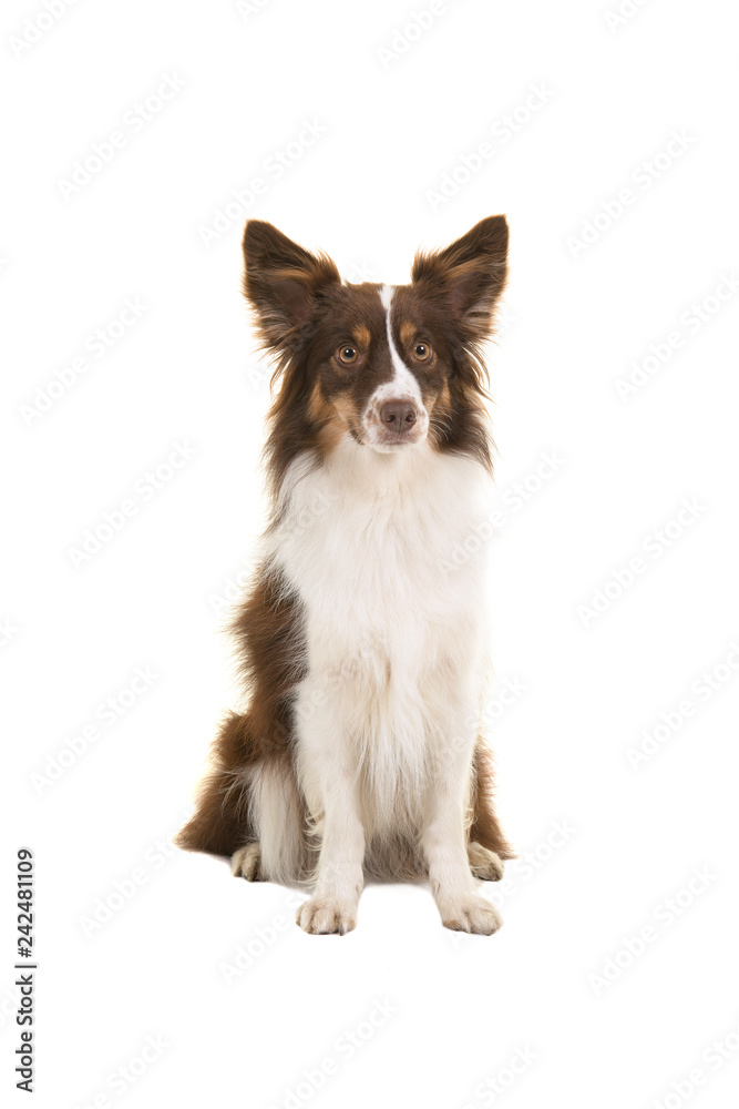 Sitting miniature american shepherd dog looking at the camera isolated on a white background