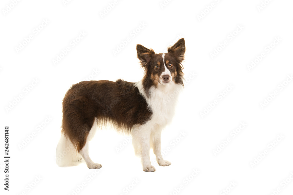 Standing miniature american shepherd dog seen from the side looking at the camera isolated on a white background Standing miniature american shepherd dog seen from the side looking at the camera isolated on a white background
