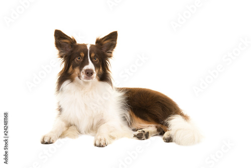 Fototapeta Naklejka Na Ścianę i Meble -  Miniature american shepherd dog lying down looking at the camera isolated on a white background