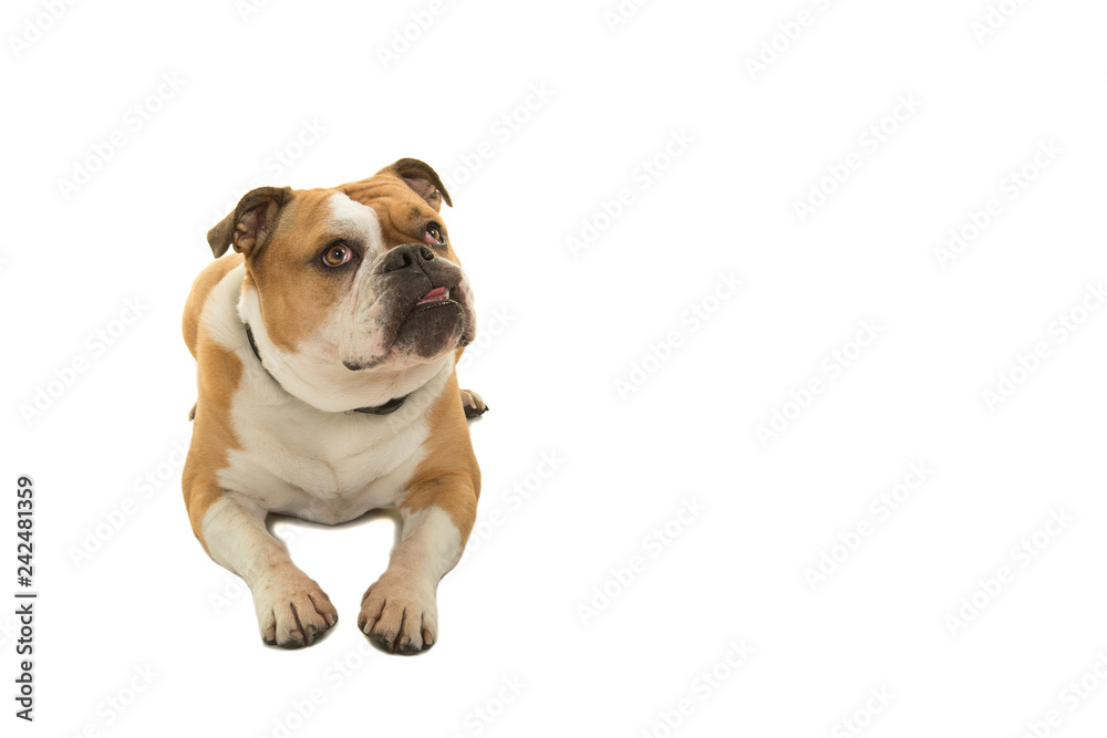 Cute english bulldog lying down looking to the right