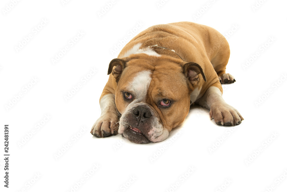 Cute english bulldog lying down with its head on the flook looking up