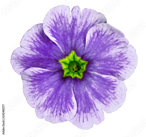 purple violet flower isolated on white background. For design. Close-up. Nature. © nadezhda F