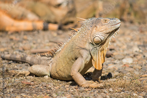 Pretty orange and large maile iguana walking on the ground