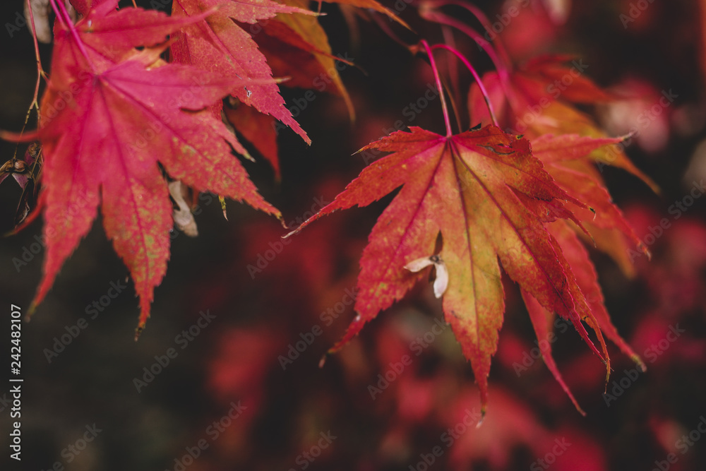 Elegant autumn background with red and orange japanese maple leaves in sun beams. Dark fall greenery photo with blurred place for text Elegant autumn background with red and orange japanese maple leaves in sun beams. Dark fall greenery photo with blurred place for text