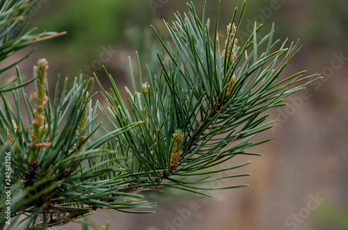 Flowering pine tree on a sprig of pine needles