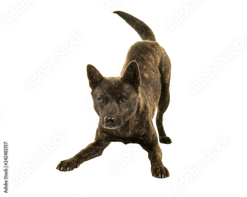 Fototapeta Naklejka Na Ścianę i Meble -  Female Kai Ken dog the national japanese breed standing in a play bow isolated on a white background wagging her tail