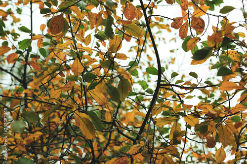 Bright autumn background with orange and green leaves mess of elm or birch in sun beams on white sky background. Sunny orange and yellow greenery photo