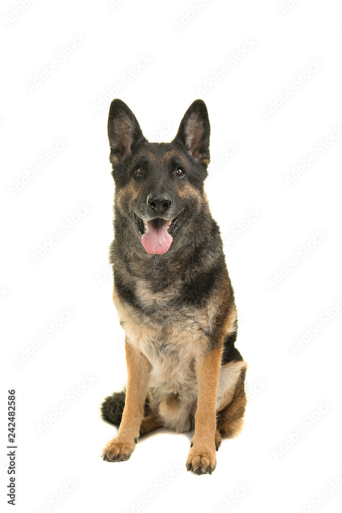 Sitting german shepherd dog with mouth open isolated on a white background