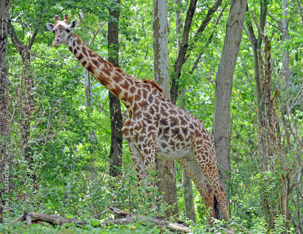 Close up of full female giraffe with big black eyes, white perked ears, long brown and black nobs on head, starburst black and chestnut spots, and white belly standing amongst trees and green leaves. Close up of full female giraffe with big black eyes, white perked ears, long brown and black nobs on head, starburst black and chestnut spots, and white belly standing amongst trees and green leaves.