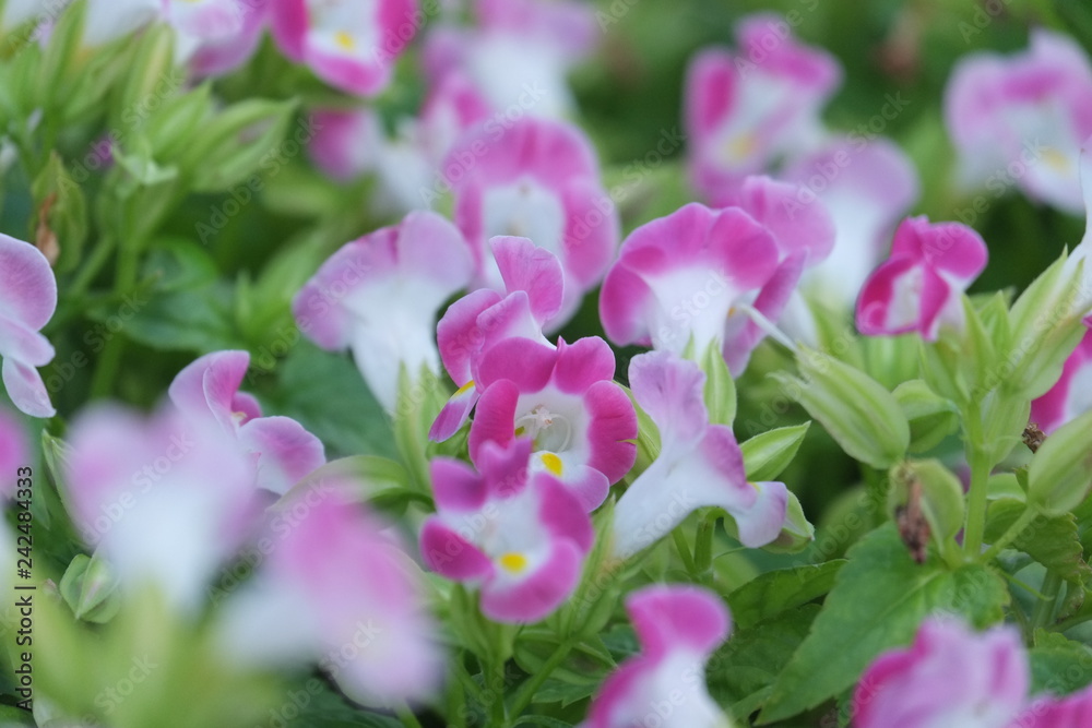 Flower Flower