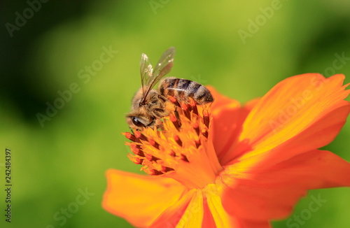 Bee on the flower © ellisia