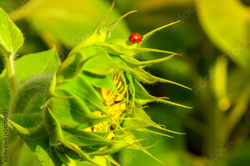 Ladybug on a sunflower.
