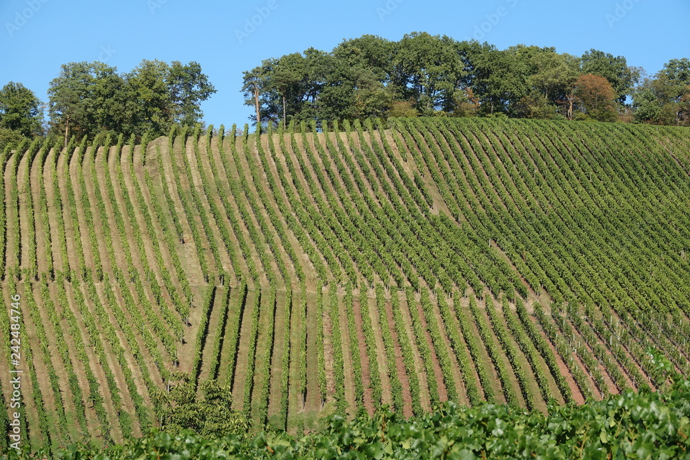 Weinberge bei Löwenstein