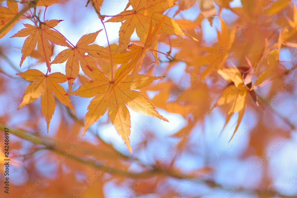 Macro details of vibrant colorful Japanese Autumn Maple leaves Macro details of vibrant colorful Japanese Autumn Maple leaves
