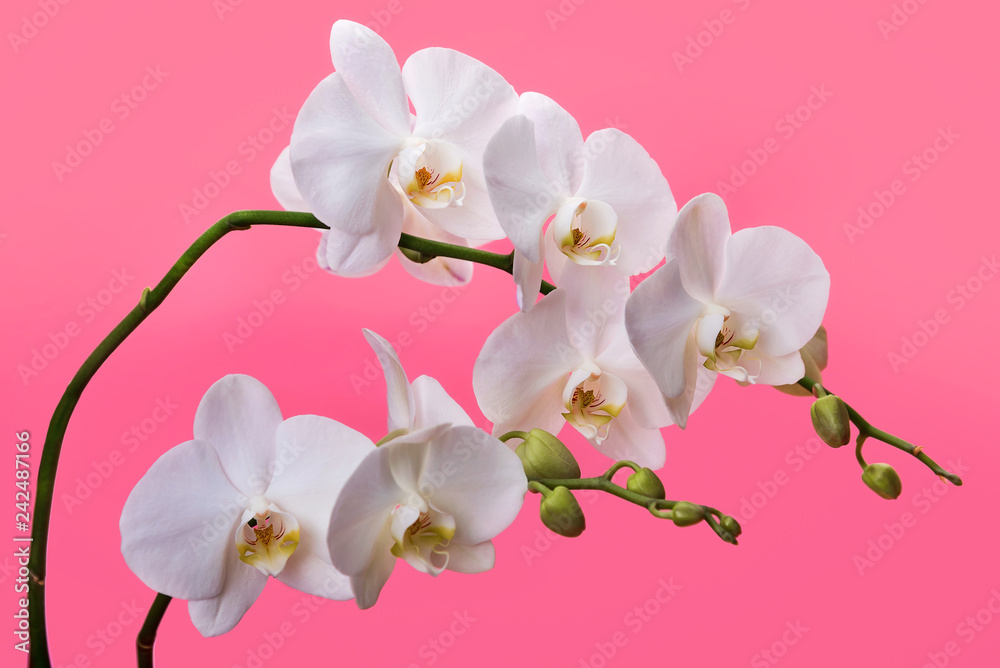 Fototapeta premium white orchids on a pink background blooming branch of white orchids on a pink background with stems and buds