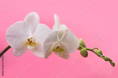 Fototapeta Naklejka Na Ścianę i Meble -  white orchids on a pink background blooming branch of white orchids on a pink background with stems and buds
