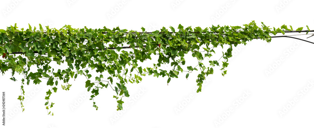 vine plant climbing isolated on white background with clipping path included. - obrazy, fototapety, plakaty 