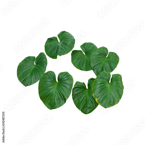Plant tropical jungle leaves, The plant used design pattern, on white background, clipping path.