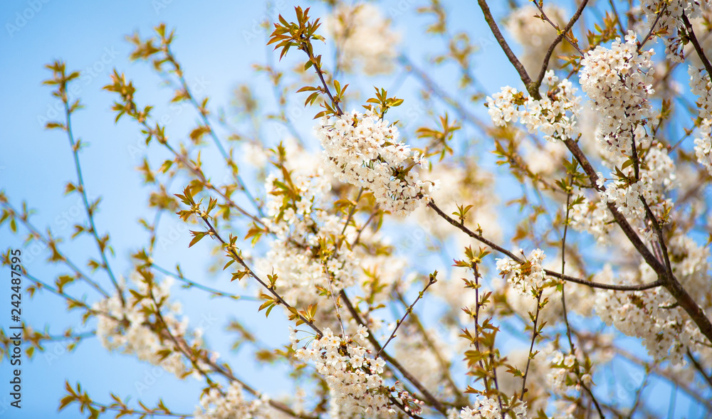 Spring time cherry blossom tree in bloom Spring time cherry blossom tree in bloom