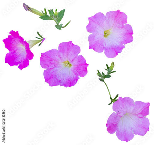 Plant pink flower isolated on white background with clipping path included.