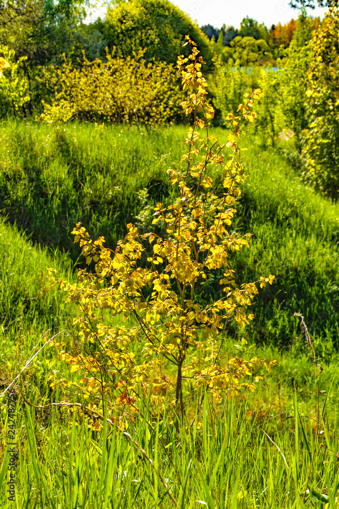 Sunny summer morning outside the city on the shore of a sandy quarry. Sunny summer morning outside the city on the shore of a sandy quarry.