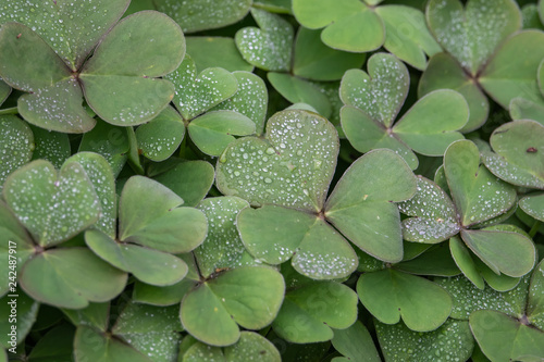 Rain on Sorrel Leaves in Winter photo