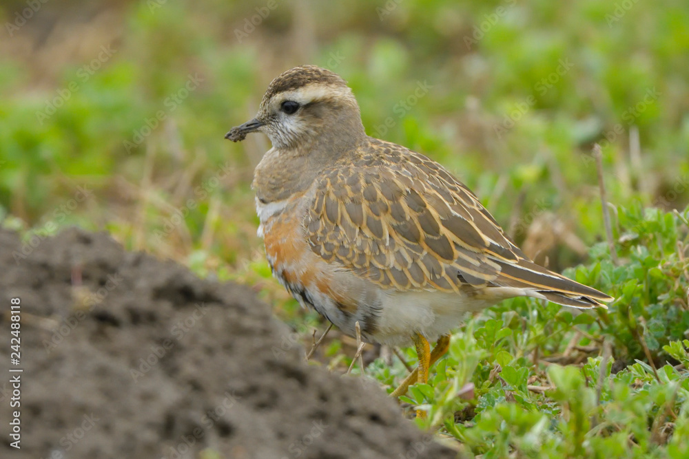 Eurasian Dotterel on green grass Eurasian Dotterel on green grass