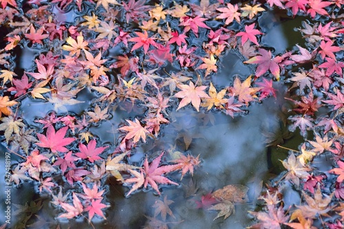 Fallen Japanese Autumn Maple leaves on pond waters