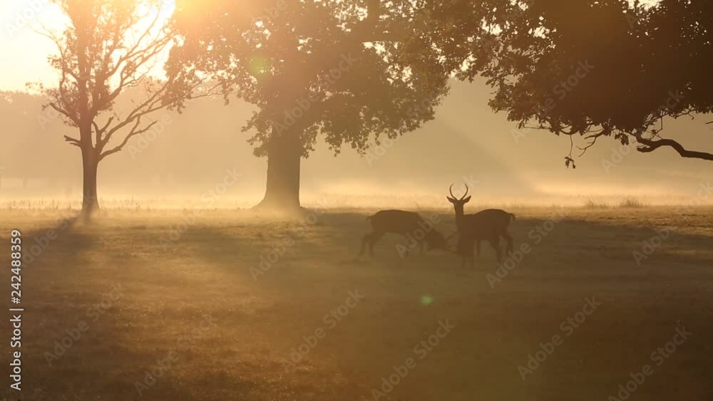 Red deer in Richmond Park, London during the rutting season. Red deer in Richmond Park, London during the rutting season.