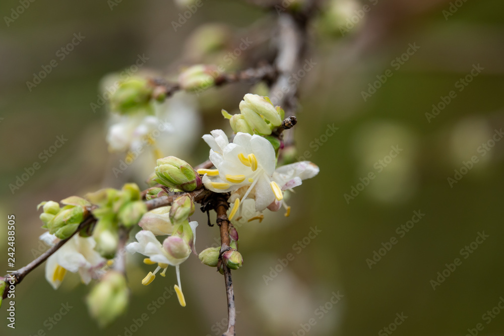 Winter Beauty Honeysuckle Flowers in Bloom in Winter