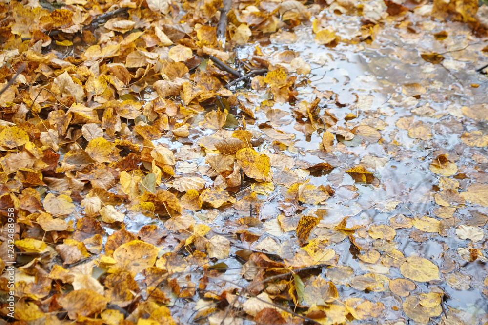 Yellow fall foliage floating on the surface of the water, autumn time in the park by the pond, deciduous forest