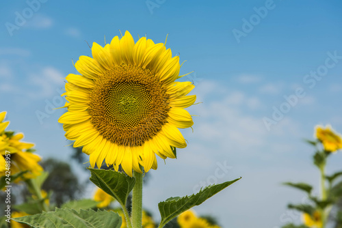 Fototapeta Naklejka Na Ścianę i Meble -  Sunflower with background of blue sky