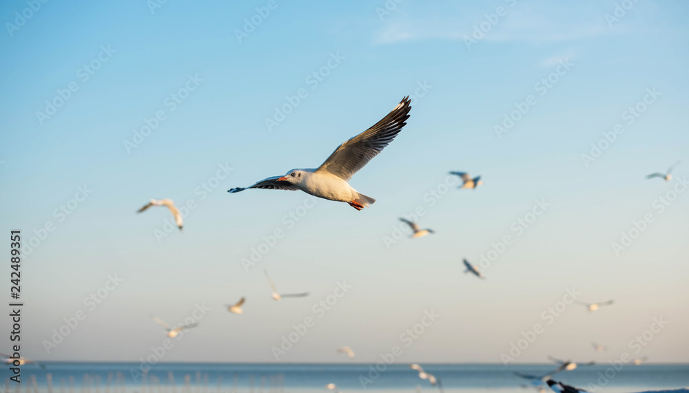 Seagulls fly over the cold light