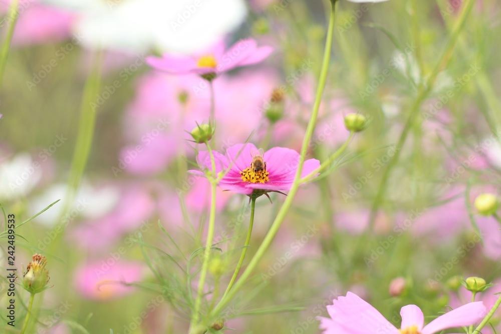 flower flower