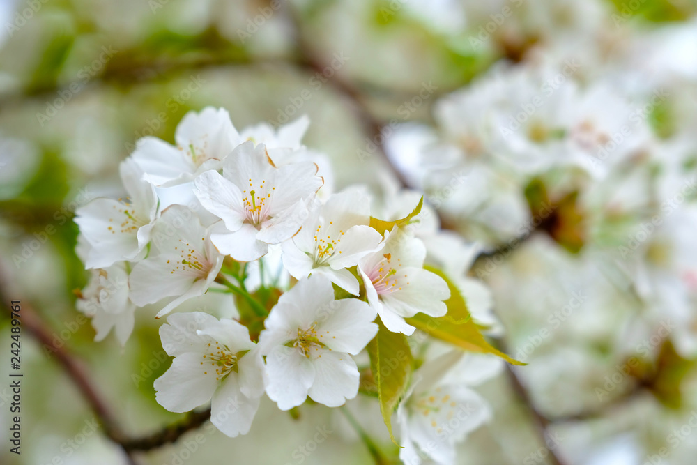 Soft bright sakura cherry blossoms branches in spring season , soft focus sakura petal in the morning sunshine , blur sakura branch background in Japan.