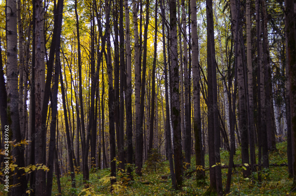 Fototapeta premium Summer landscape