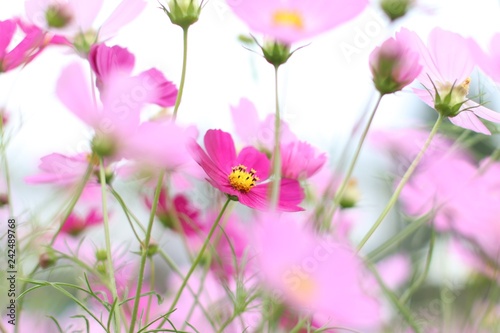 flower © Alice China