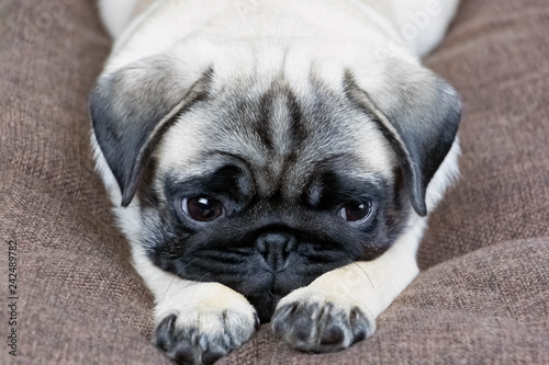 sad puppy is waiting, the dog is sick and misses the owner