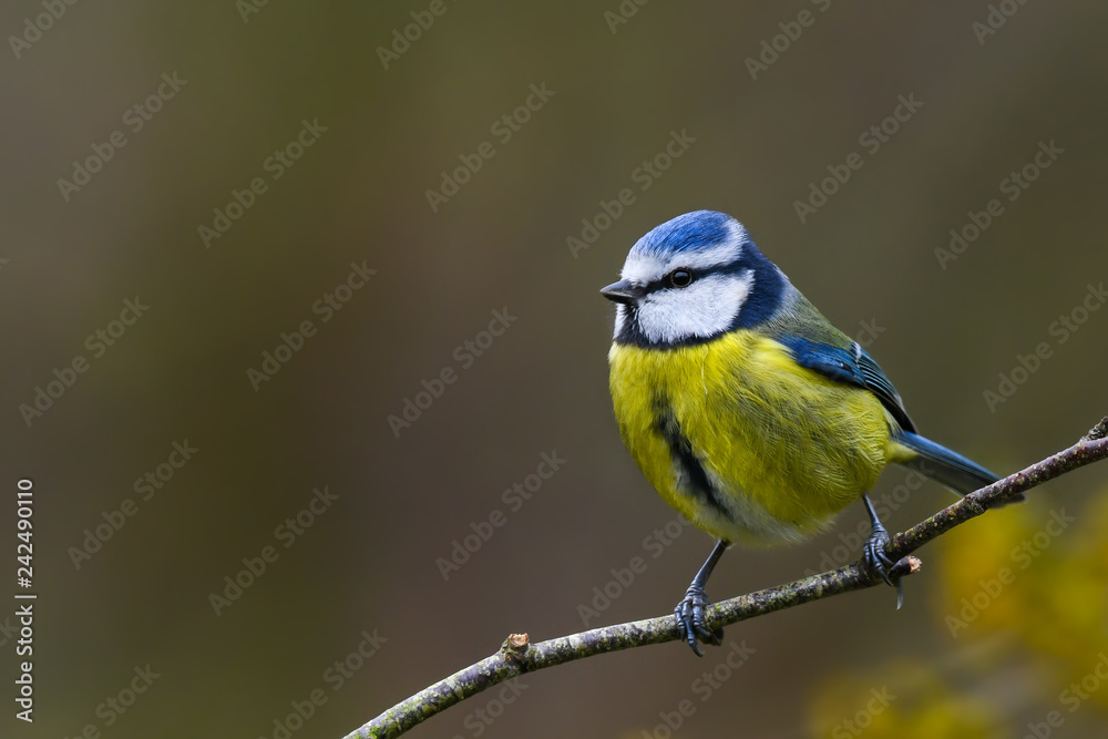 Fototapeta premium Garden springtime blue tit