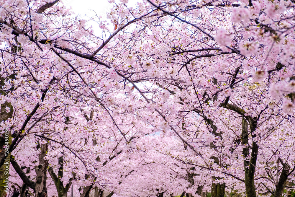 Many Sakura cherry blossoms branch against white isolate sky background on sunny day, focus soft pink full bloom sakura , pink flower background in spring, Japan. Many Sakura cherry blossoms branch against white isolate sky background on sunny day, focus soft pink full bloom sakura , pink flower background in spring, Japan.