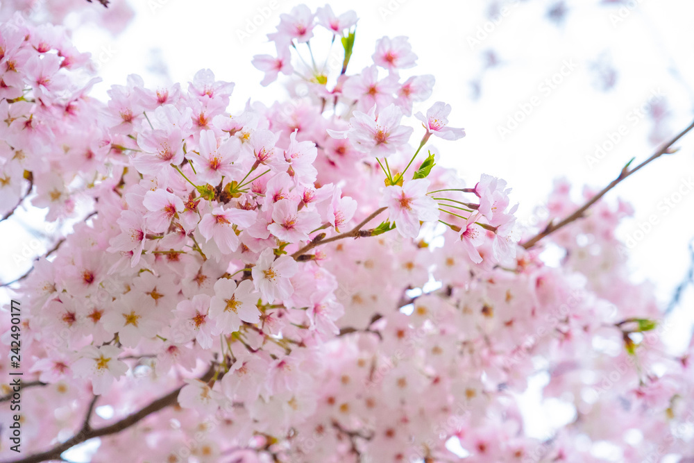 Cherry blossoms sakura branch blooming against white isolate ,sakura petal in soft pink freshness and nice design flower background in spring season in Japan.