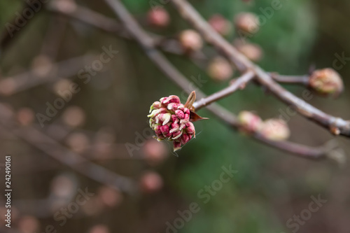 Winter Viburnum Flower Buds in Winter