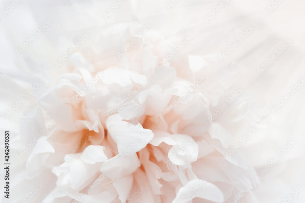 Fototapeta premium Petals of flower filled with light. Romance flowery background cream colored. Selective focus.