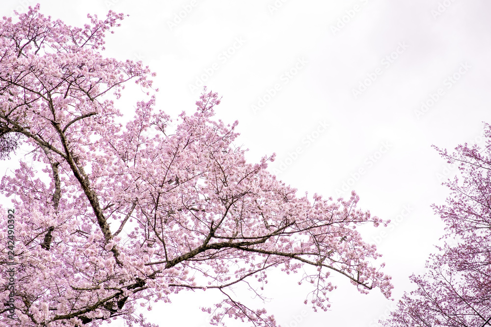 sakura cherry blossoms tree ,the branch turn to pink color, Sakura tree against white isolated sky in Japan. sakura cherry blossoms tree ,the branch turn to pink color, Sakura tree against white isolated sky in Japan.